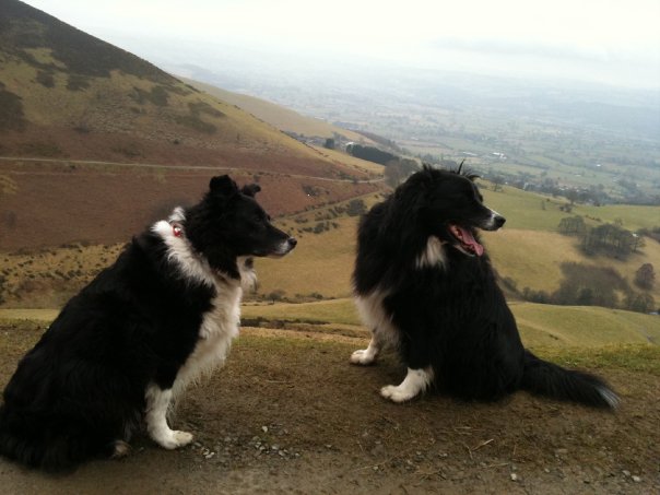 Taz and Skully Border Collie Dogs on a Mountain